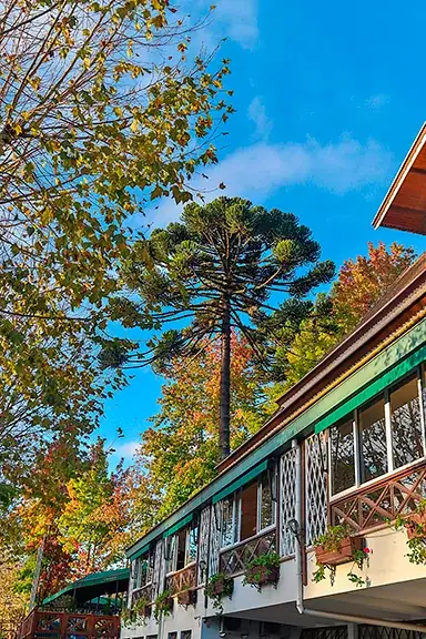 Fachada-chalé verde e branca do Le Suisse, araucária e folhagem de outono ao fundo